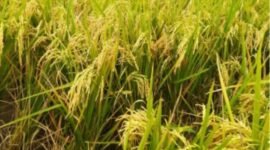 Penyesuaian HPP GKP 2024 tengah berproses dan Badan Pangan Nasional (Bapanas). (Dok. Setkab.go.id)
