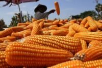 Produksi jagung di beberapa sentra produsen yang saat ini tengah melimpah. (Dok. Tim Komunikasi Bapanas)