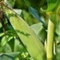 Puncak Panen Raya Jagung. (Pixabay.com/Ralphs_Fotos)