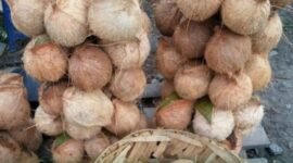 Kelapa Parut. (Dok. Kementerian Pertanian RI)