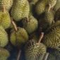 Kementerian Koordinator Bidang Kemaritiman dan Investasi (Kemenko Marves) bersama Pemprov Sulawesi Tengah melakukan koordinasi percepatan ekspor durian Ke Tiongkok. (Dok. maritim.go.id)
