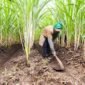 PT Pabrik Gula Rajawali II Cirebon Diproyeksikan Produksi 84 Ribu Ton Gula. (Dok. Pgrajawali1.co.id)