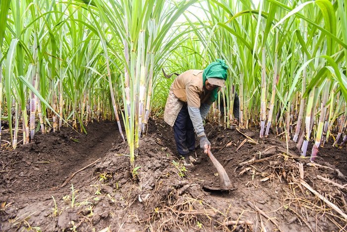 PT Pabrik Gula Rajawali II Cirebon Diproyeksikan Produksi 84 Ribu Ton Gula. (Dok. Pgrajawali1.co.id)