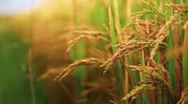 Harga gabah kering panen. (Pixabay.com /