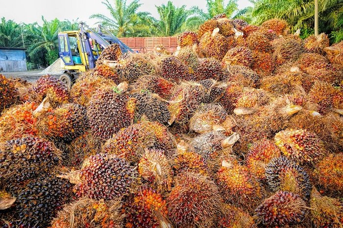 Buah Kelapa Sawit. (Pixabay.com/
tristantan)