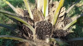 Harga TBS Kelapa Sawit Riau Periode 25 September – 1 Oktober 2024. (Pixabay.com/sarangib)