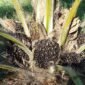 Harga TBS Kelapa Sawit Riau Periode 25 September – 1 Oktober 2024. (Pixabay.com/sarangib)