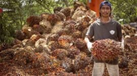 Harga tandan buah segar (TBS) kelapa sawit. (Do. Disbun.kaltimprov.go.id)