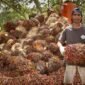Harga tandan buah segar (TBS) kelapa sawit. (Do. Disbun.kaltimprov.go.id)