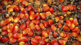 Buah Sawit. (Pixabay.com/