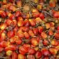 Buah Sawit. (Pixabay.com/