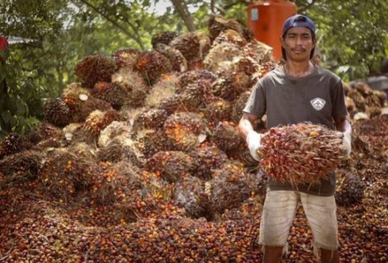 Harga Tandan Buah Segar (TBS) sawit di Kalimantan Timur periode 16-30 September 2024 mengalami kenaikan pada setiap kelompoknya. (Dok. disbun.kaltimprov.go.id)