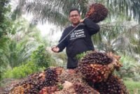 Harga TBS Sawit Mitra Swadaya di Riau Tembus Rp3.453,69/Kg. (Dok mediacenter.riau.go.id)