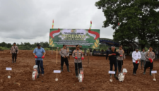 PTPN IV PalmCo Optimalkan Lahan Replanting Sawit. (Dok. Sawitindonesia.com)