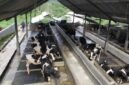 Pemeriksaan karantina sapi impor di Banyuwangi, protokol keamanan pangan maksimal. (Dok. ditjenpkh.pertanian.go.id)