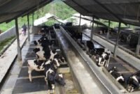 Pemeriksaan karantina sapi impor di Banyuwangi, protokol keamanan pangan maksimal. (Dok. ditjenpkh.pertanian.go.id)