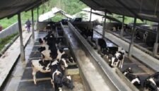 Pemeriksaan karantina sapi impor di Banyuwangi, protokol keamanan pangan maksimal. (Dok. ditjenpkh.pertanian.go.id)