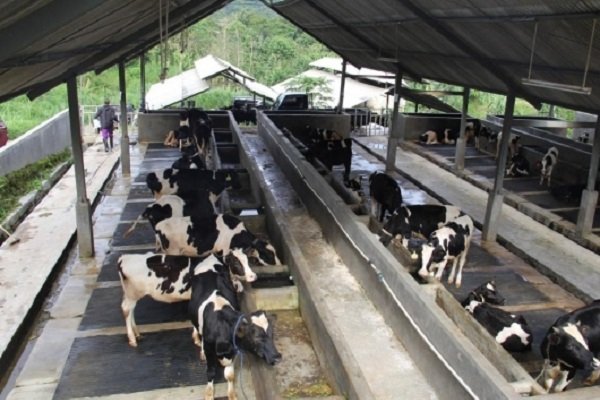 Pemeriksaan karantina sapi impor di Banyuwangi, protokol keamanan pangan maksimal. (Dok. ditjenpkh.pertanian.go.id)