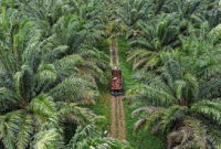 Aset perkebunan sawit PT PAL disita karena diduga dibeli dari dana kredit fiktif. (Dok. sawitindonesia.com)