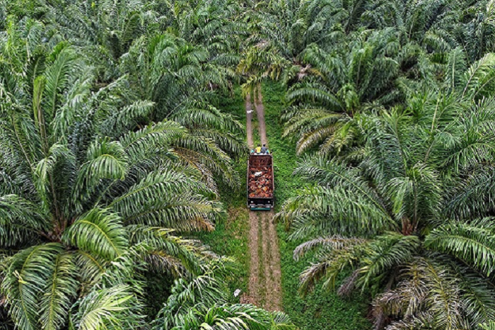 Aset perkebunan sawit PT PAL disita karena diduga dibeli dari dana kredit fiktif. (Dok. sawitindonesia.com)