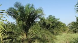 Sawit ilegal di Bahorok tumbang, digantikan bibit pohon pakan satwa liar. (Pixabay.com/sarangib)